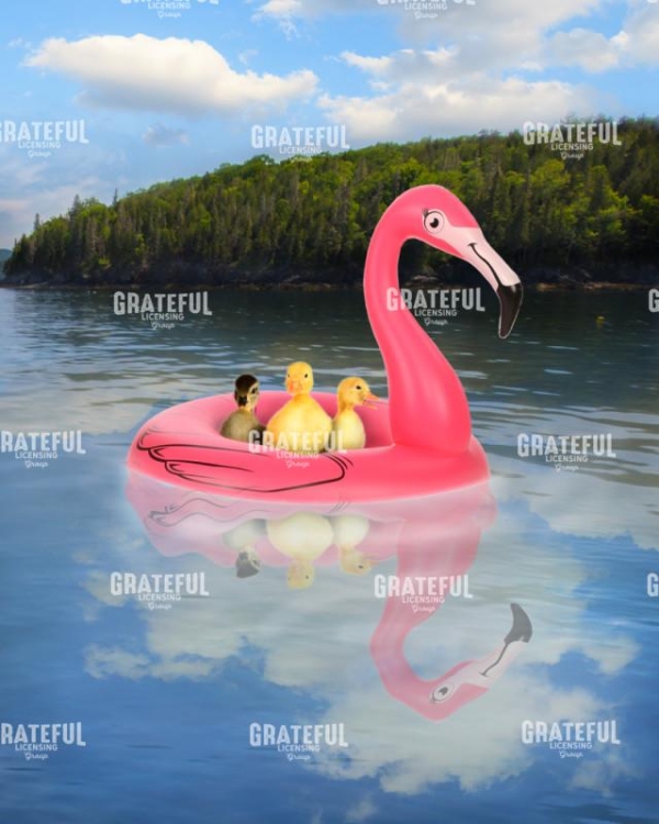 Ducks in an Innertube