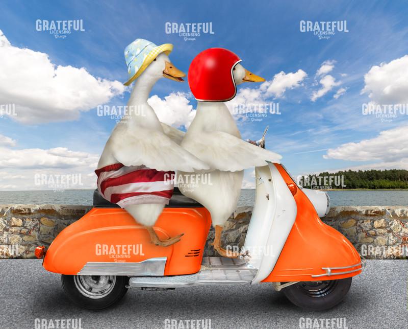 Duck on Vespa