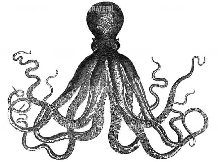 Octopus B&W