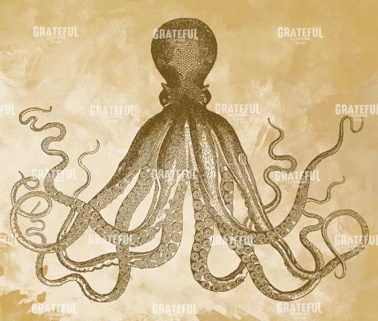 Octopus II