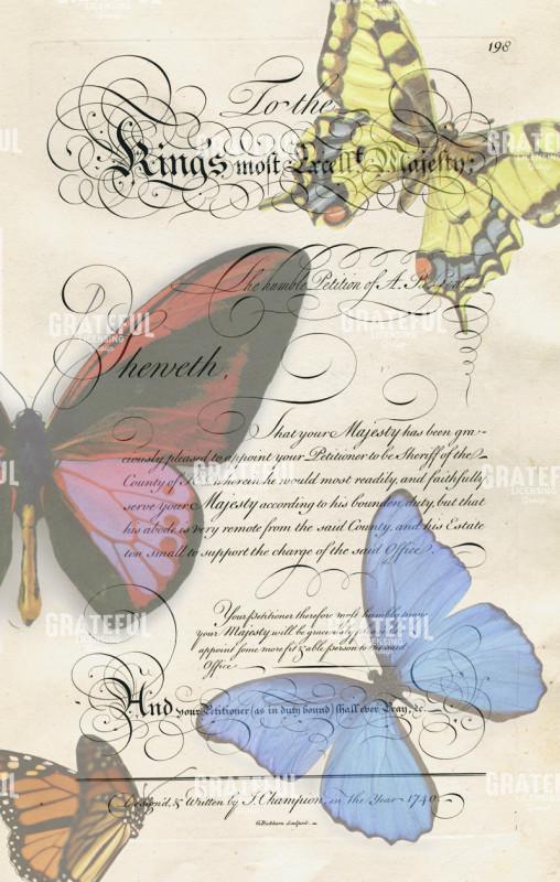 Butterflies