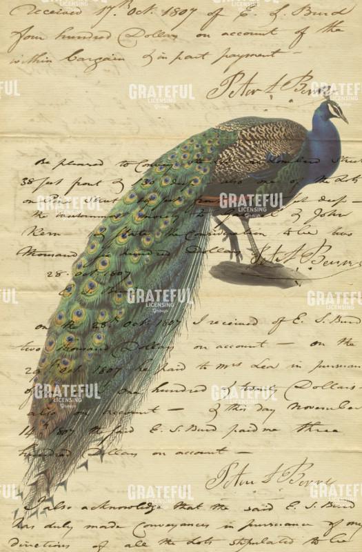 Peacock