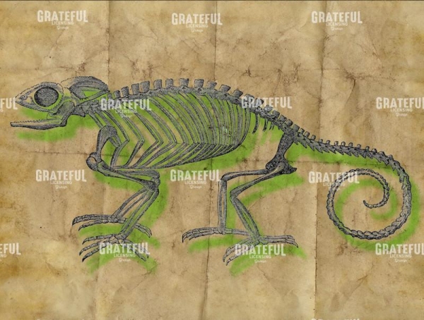 Chameleon Skeleton Green