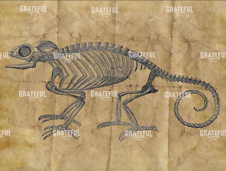 Chameleon Skeleton