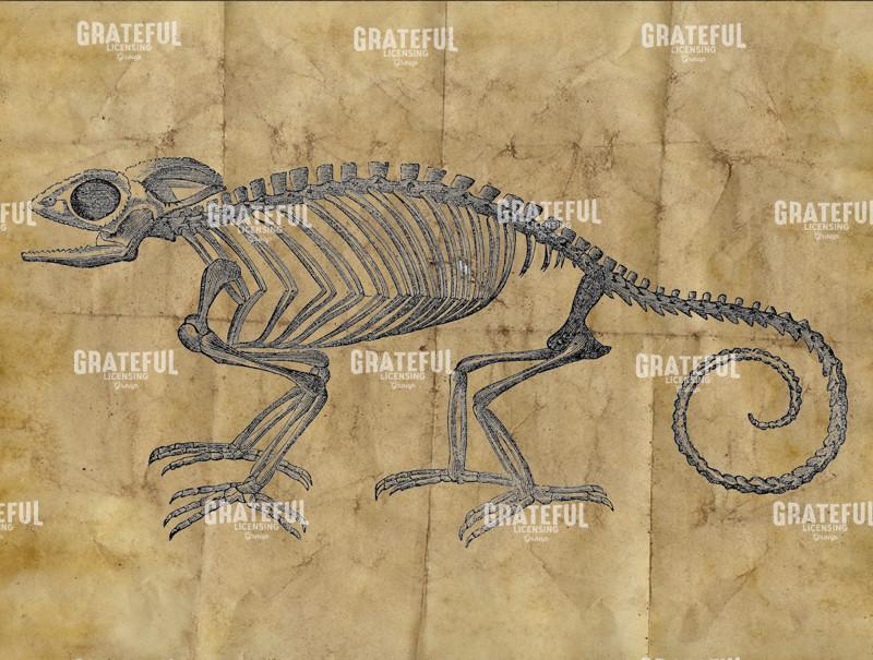 Chameleon Skeleton