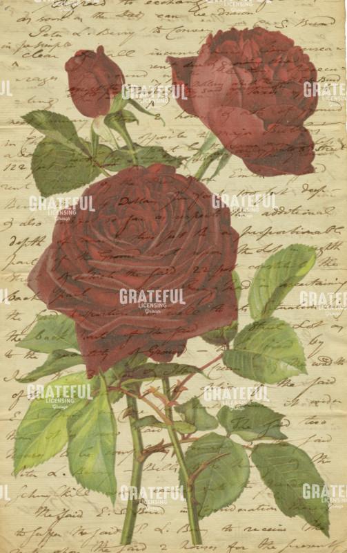 Vintage Roses