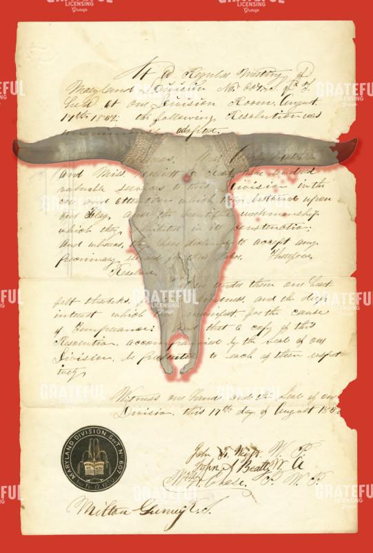Skull of Cow