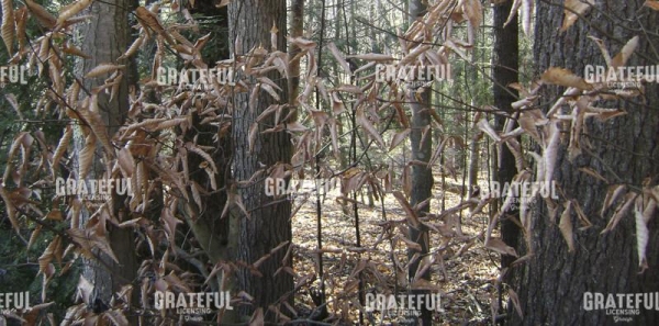 Fall Woods Camo