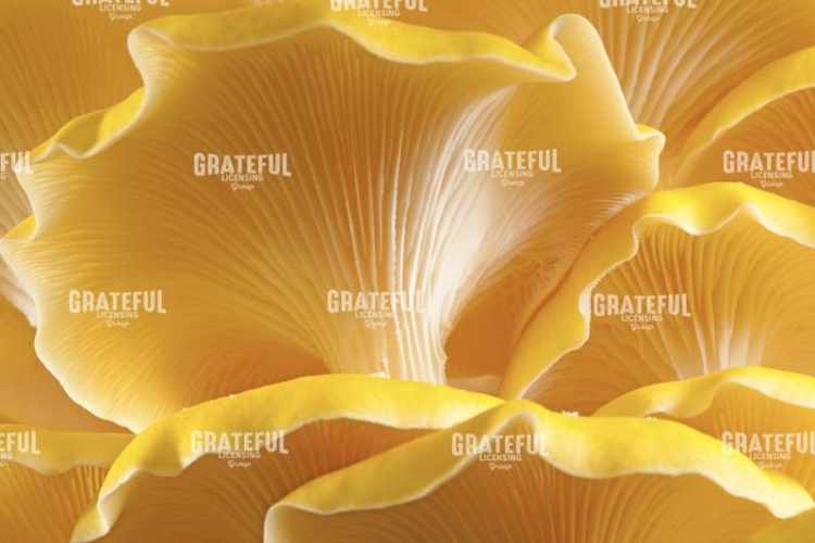 Yellow Mushrooms
