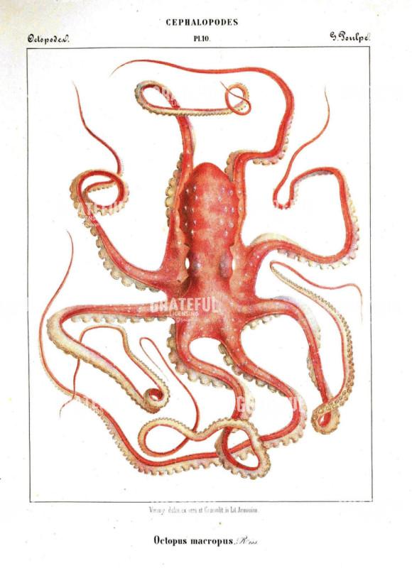 Octopus 1876
