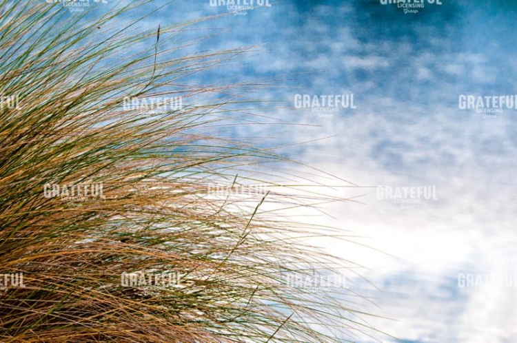 Sea Oats Blowing