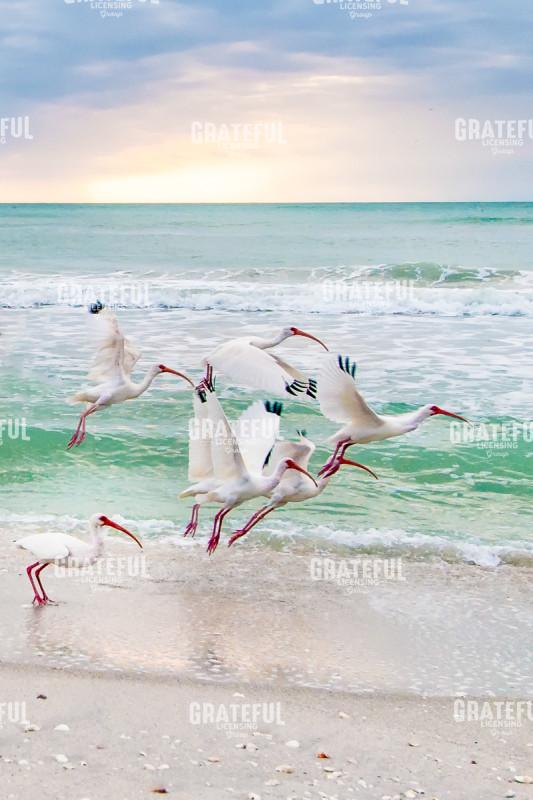 Hey! Wait for Me! vert