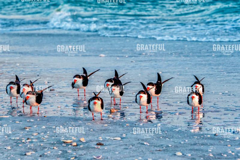 Black Skimmers Line Up