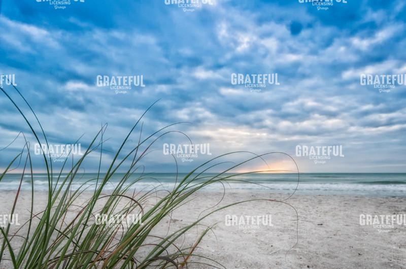 Sea Oat Curl of Sunset