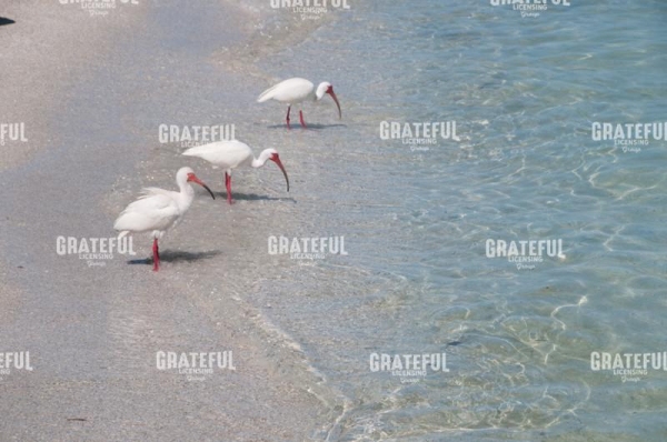 Colors of Ibis