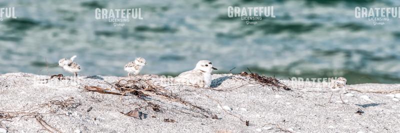 Snowy Plovers- one day old Panorama