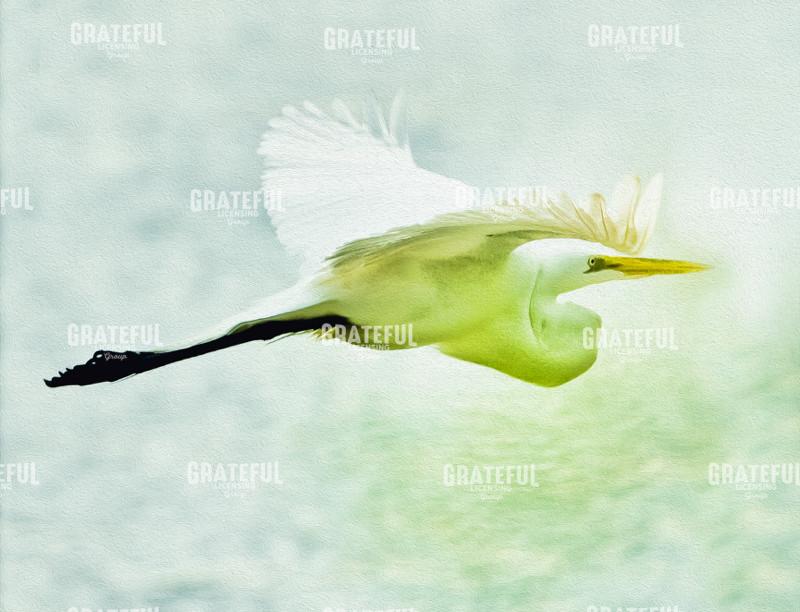 Soaring with Determination