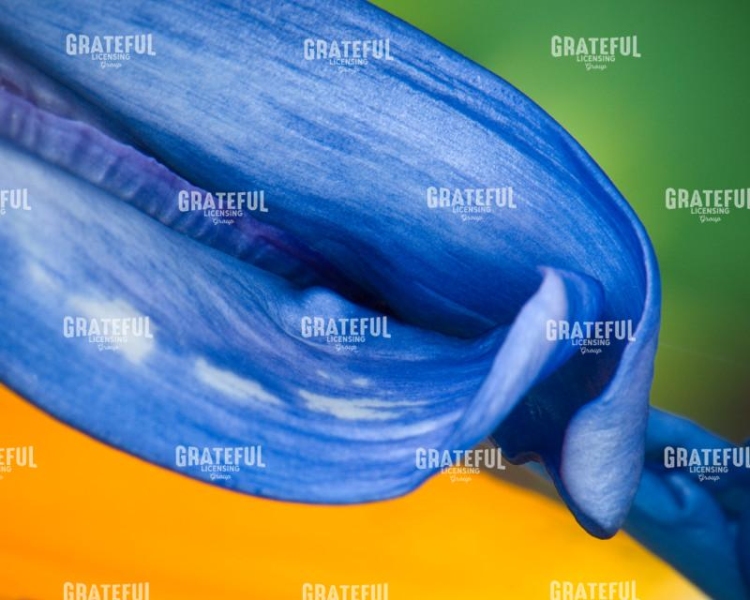 Bird of Paradise