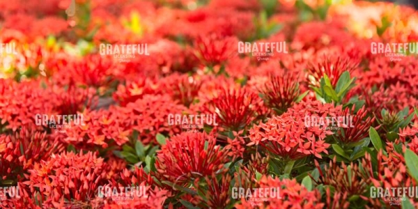 Ixora