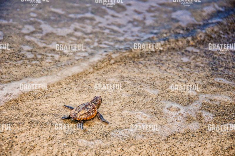 Loggerhead's First Launch