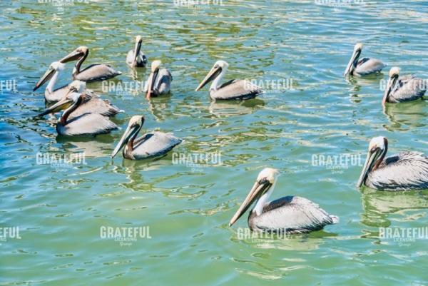 Birds of a Feather