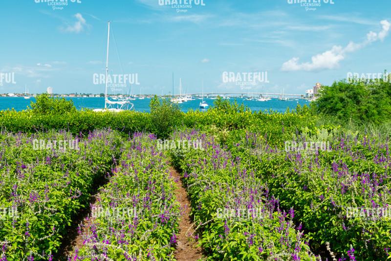Lavender at Selby Gardens