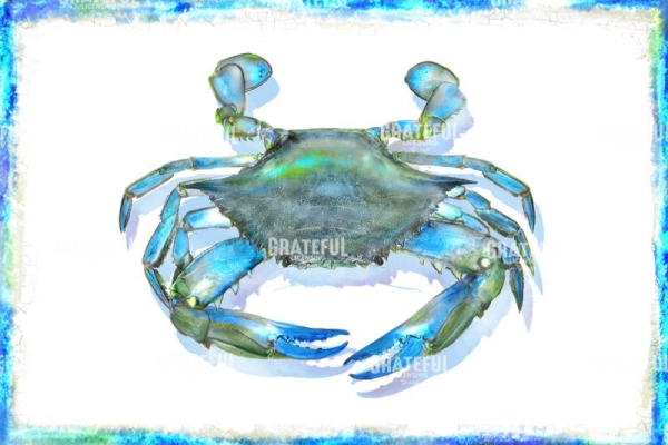 blue crab