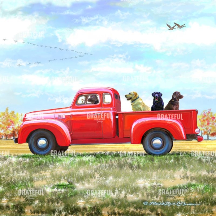 Labs in Red Truck