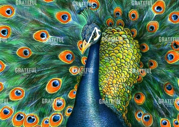 Peacock with Background