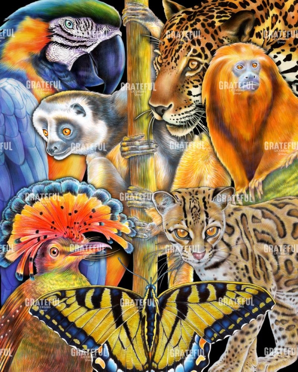 Collage Rainforest Animals