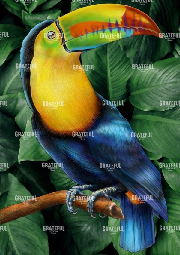Toucan