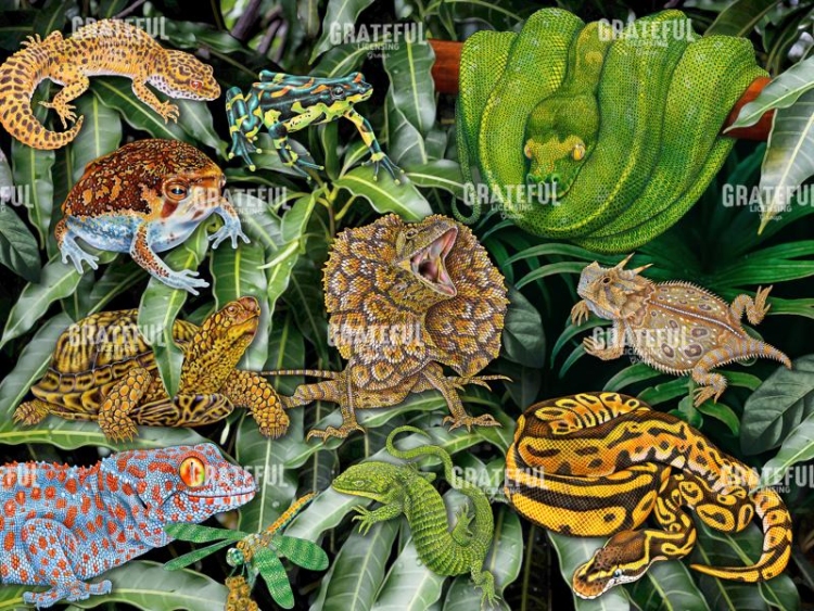 Reptile & Amphibians