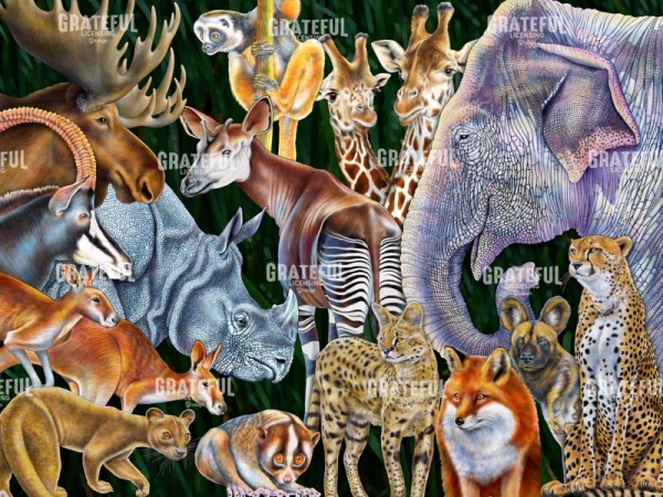 Animals of the World