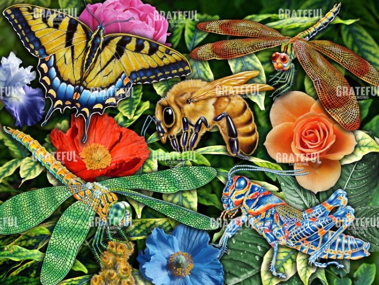 Insects