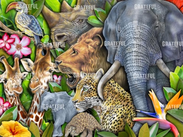African Wildlife