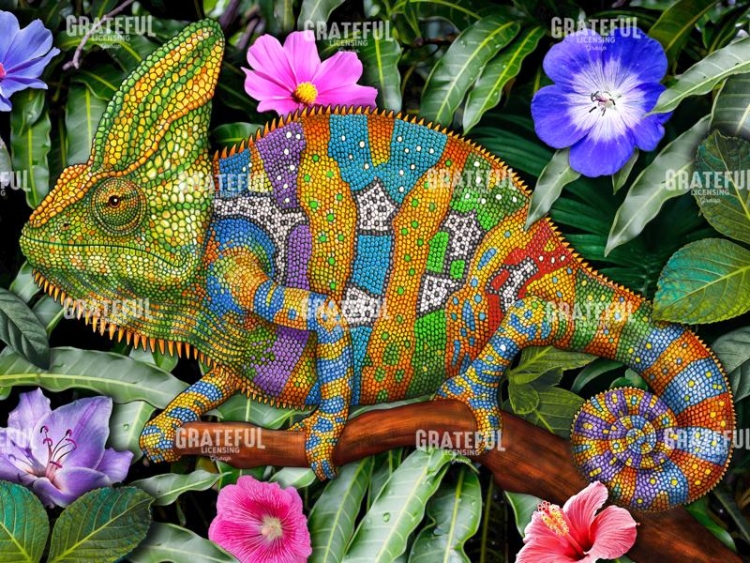 Veiled Chameleon Rainbow