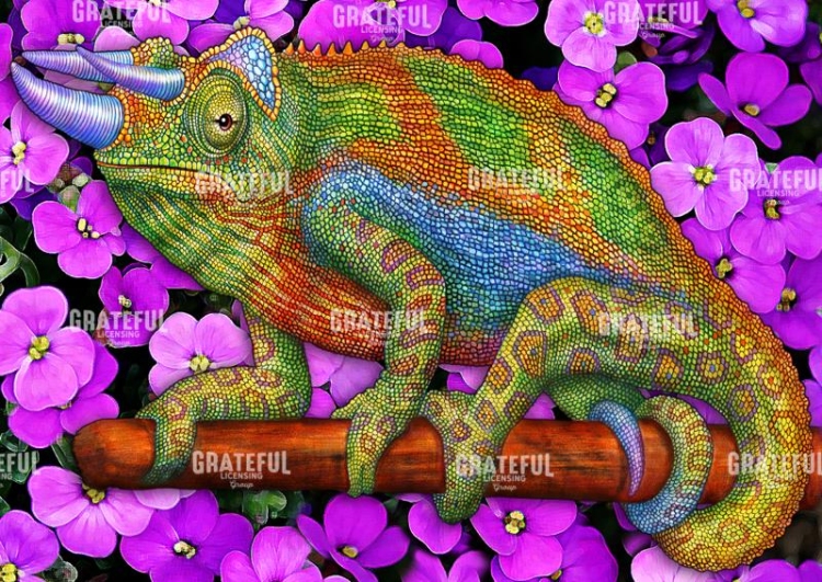 Jacksons Chameleon