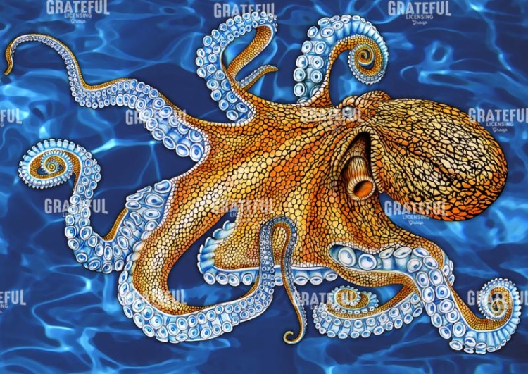 Octopus