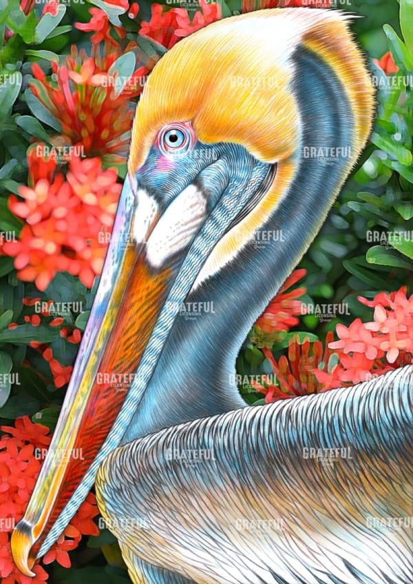 Pelican