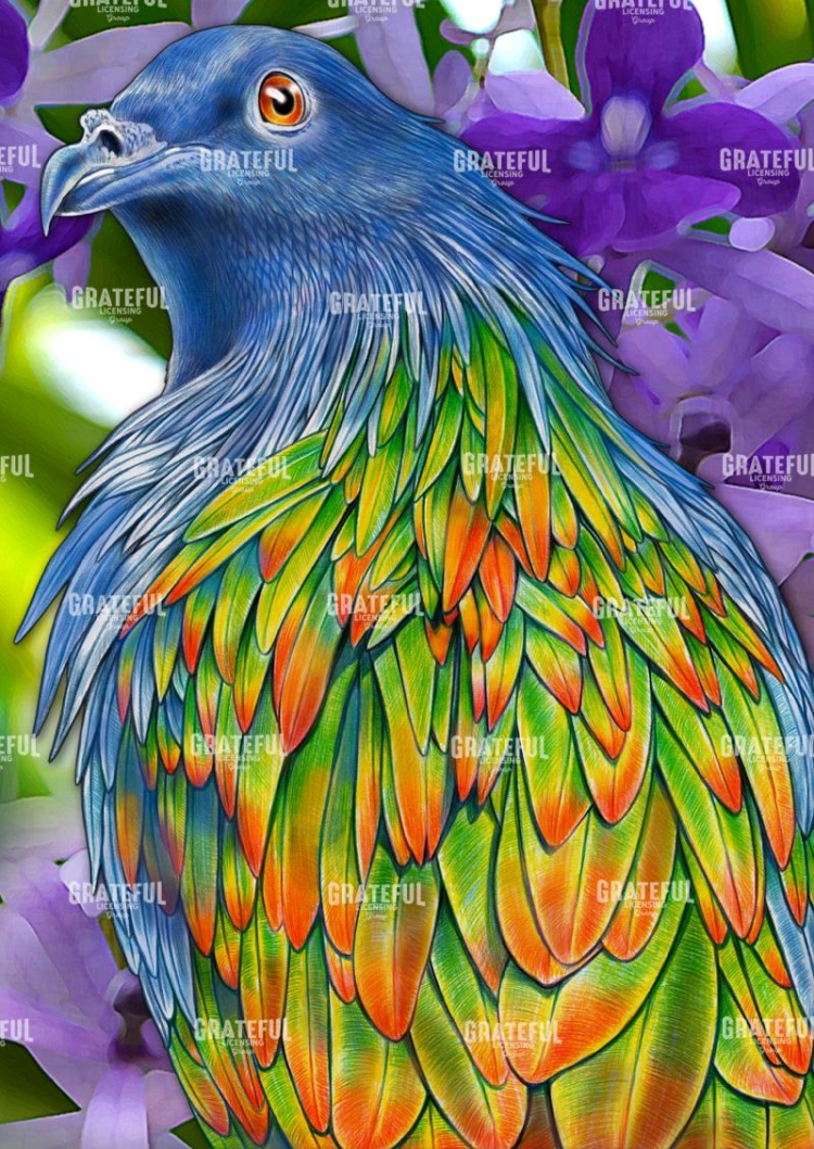 Nicobar Pigeon