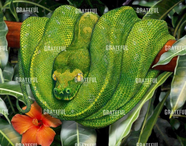 Green Tree Python