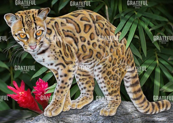 Margay