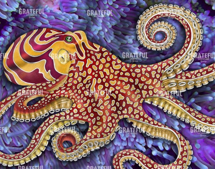 Octopus