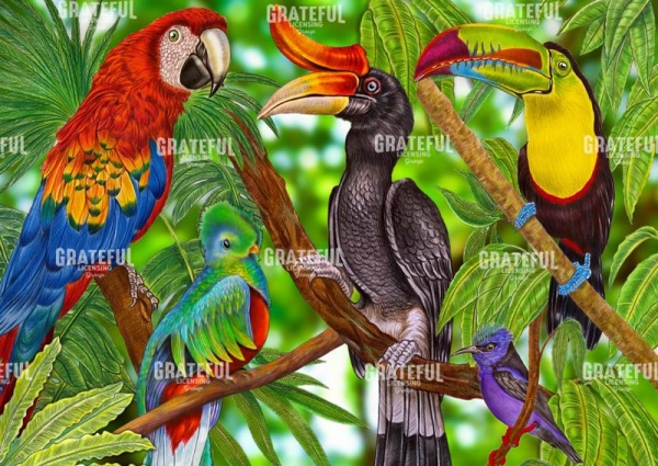 Rainforest Birds