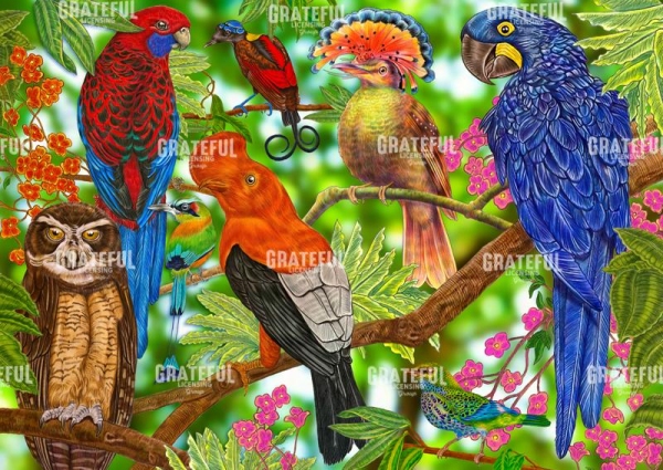 Rainforest Birds Collage 2