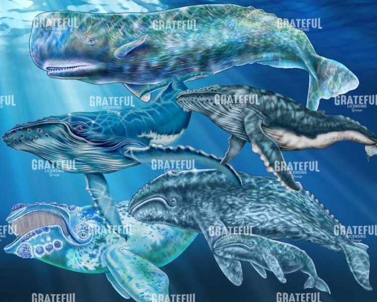 Whales