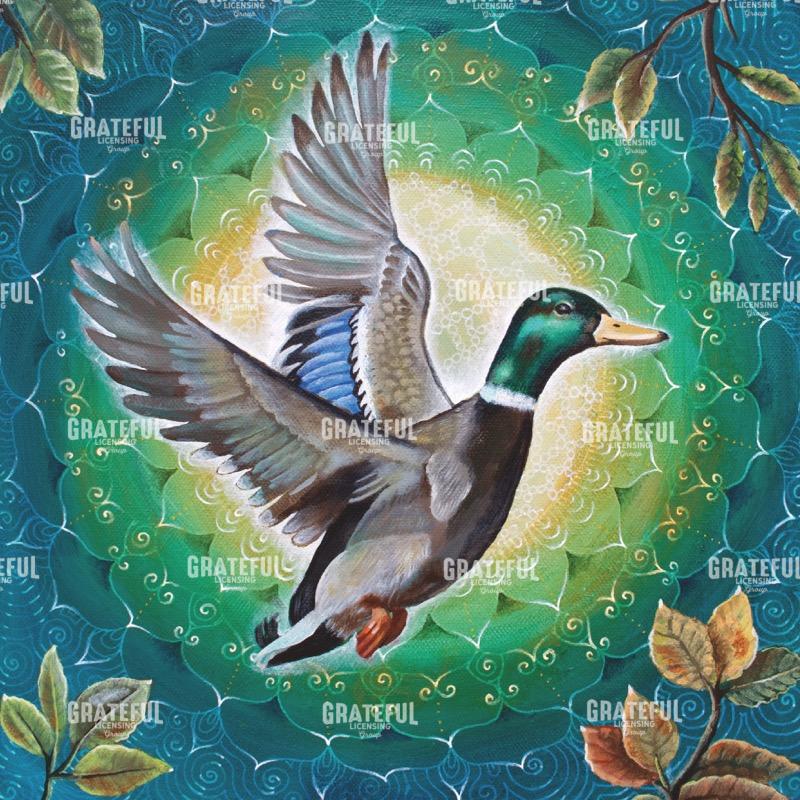 Mallard taking flight