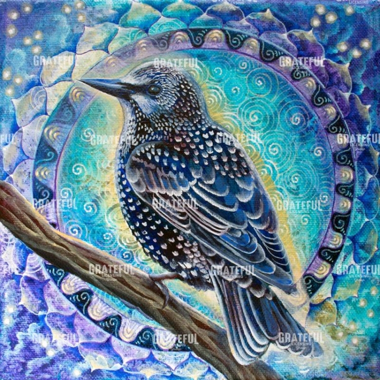 Starling