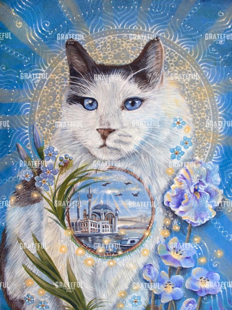 Cats of Istanbul