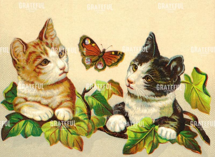 Cats with Butterfly